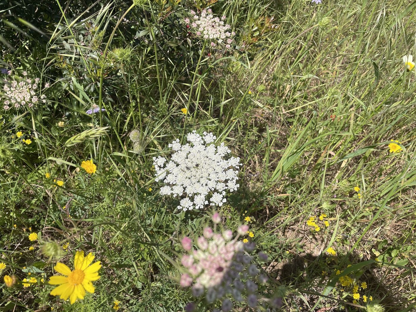 Wild flowers and grasses on a dune